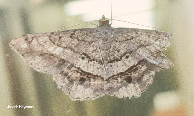 Chiasmia streniata