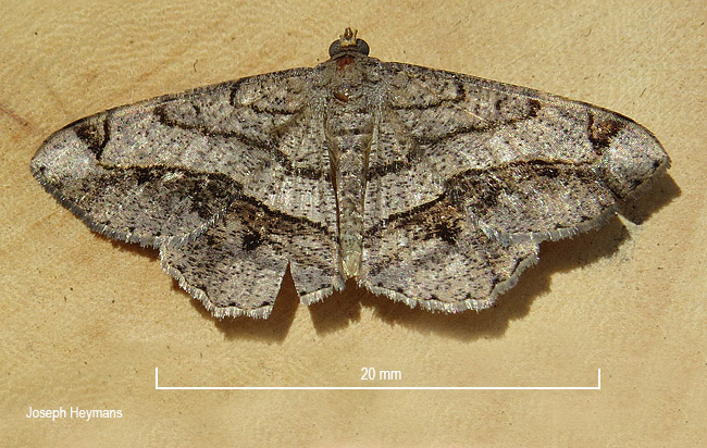 Chiasmia streniata