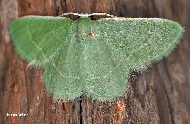 Chlorissa malescripta
