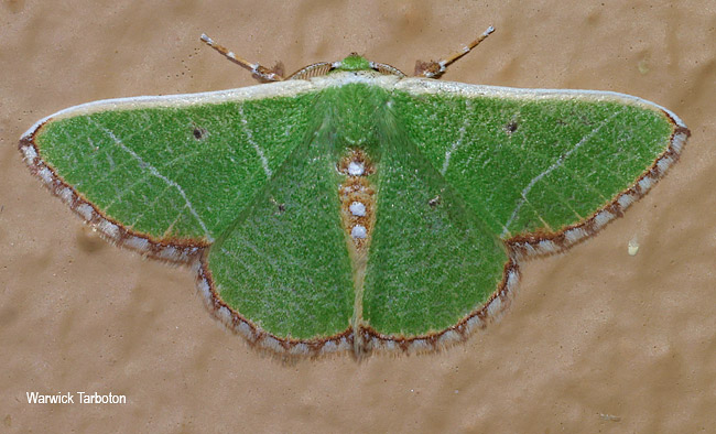 Comibaena leucospilata
