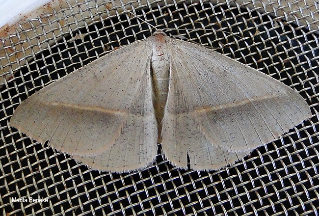 Conolophia conscitaria