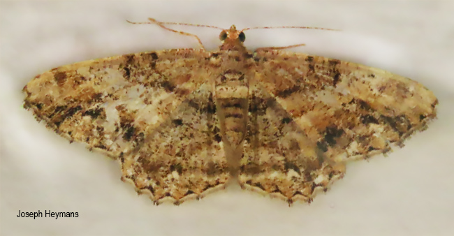 Chiasmia multistrigata