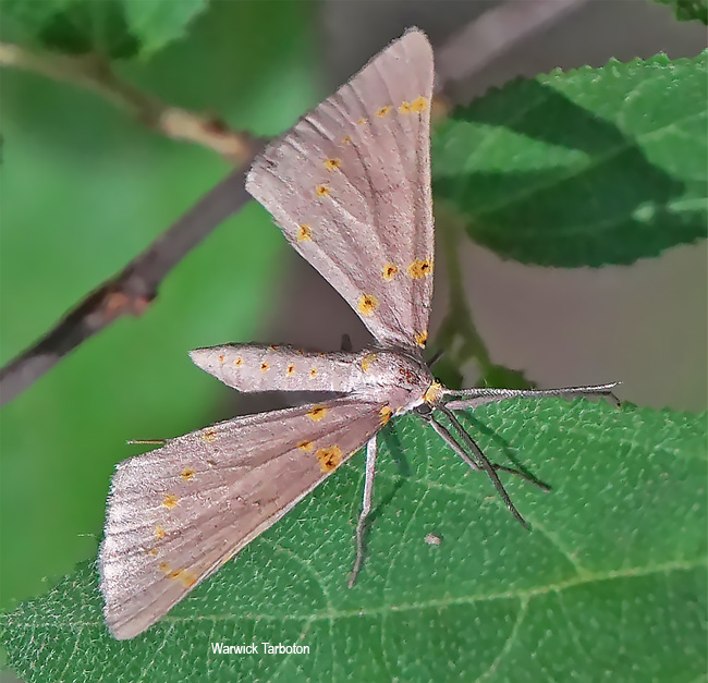 Nassinia pretoria