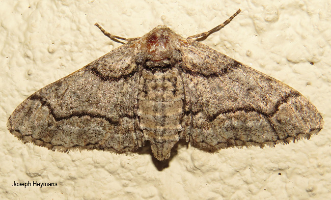 Omphalucha albosignata