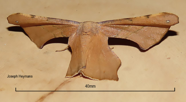 Xanthorhoe exorista