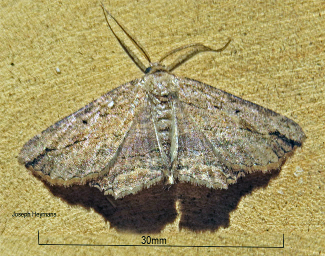 Zeuctoboarmia cataimena