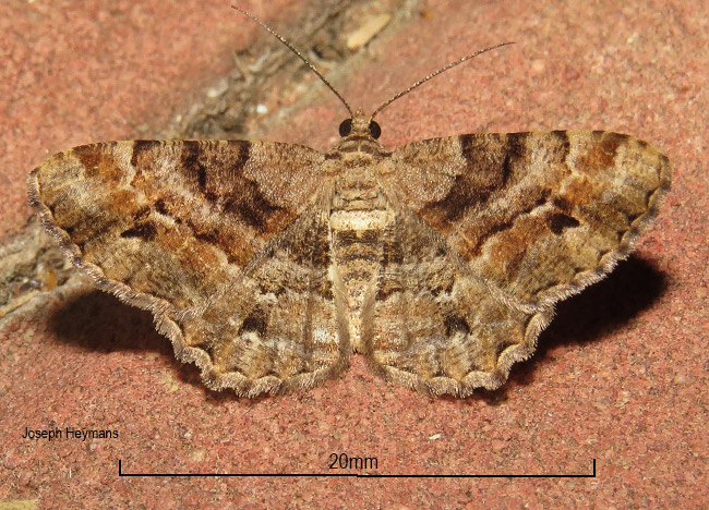 Chiasmia multistrigata