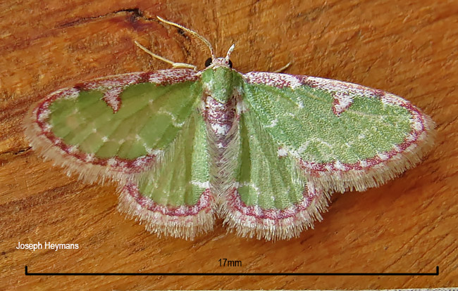 Allochrostes impunctata