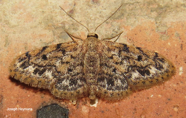 Idaea torrida