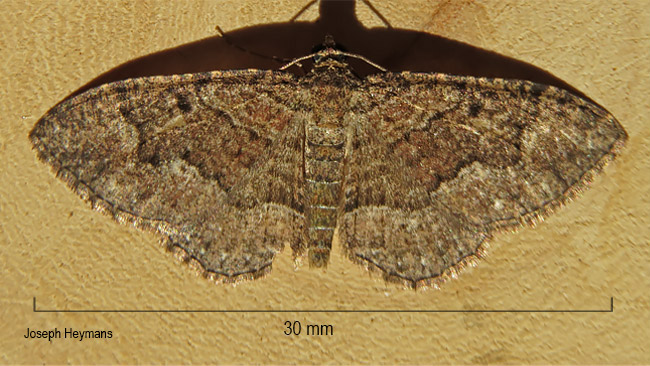 Conolophia conscitaria