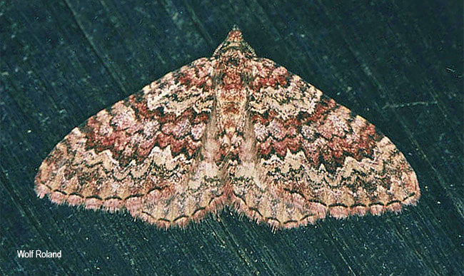 Mimoclystia undulosata