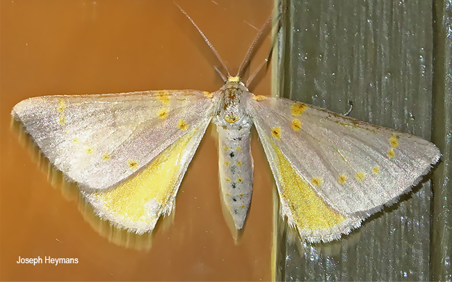 Nassinia pretoria