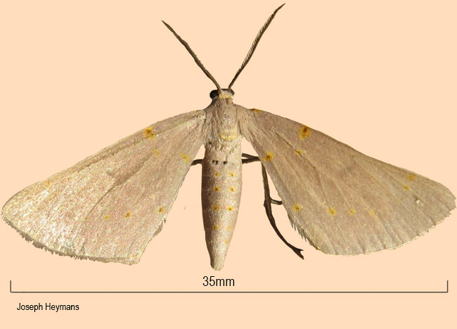 Nassinia pretoria