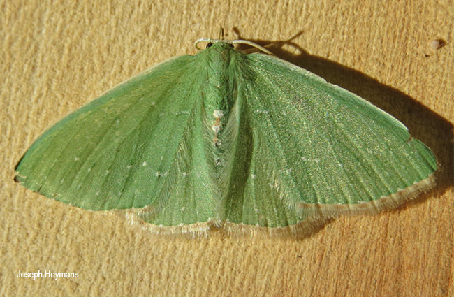 Omphacodes punctilineata