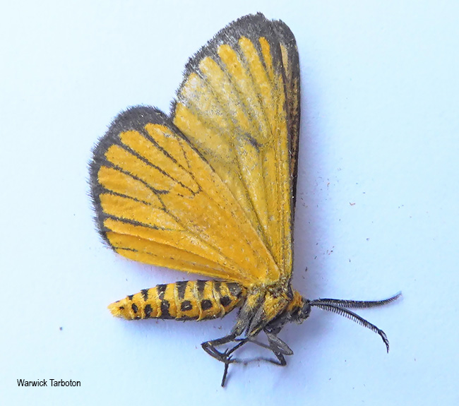 Petovia marginata