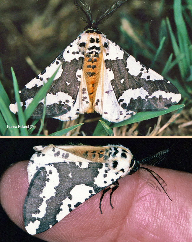 Rhodophthitus commaculata