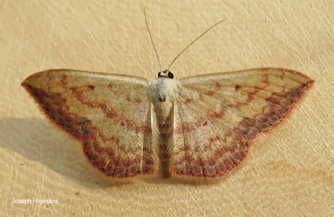 Scopula caesaria caesaria