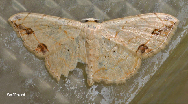 Scopula natalica