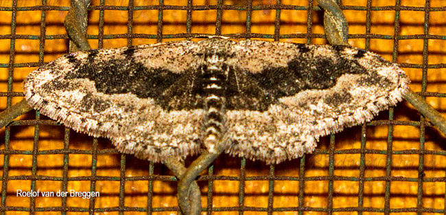 Xanthorhoe exorista