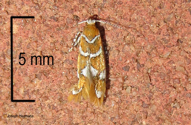 Phyllonorycter species