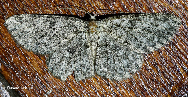 Zeuctoboarmia cataimena