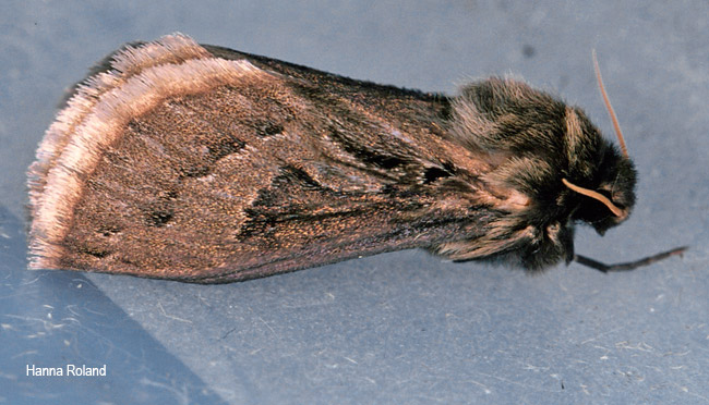 Eudalaca leucophaea