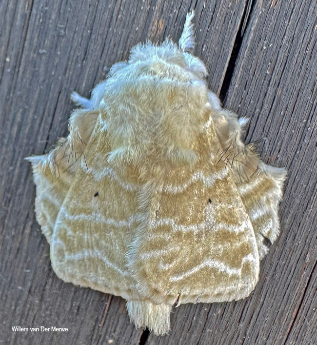 Eucraera salammbo
