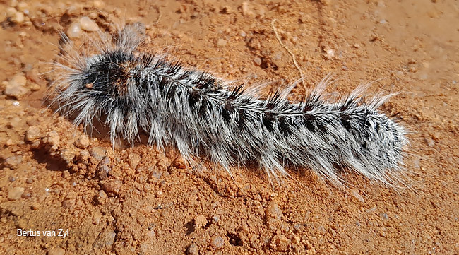 Gonometa postica