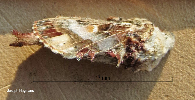 Odontocheilopteryx myxa