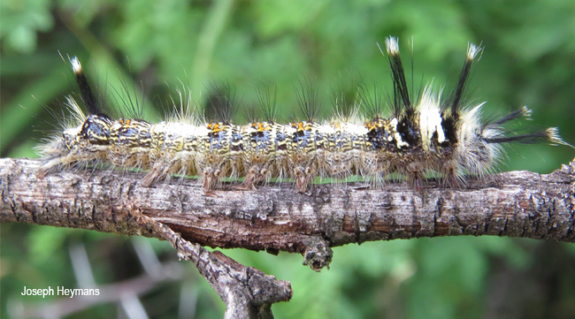 Sena prompta larva
