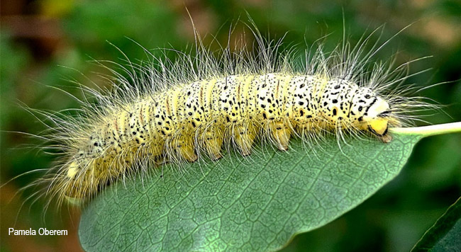 Trichopisthia monteiroi