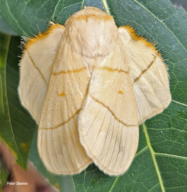 Trichopisthia monteiroi