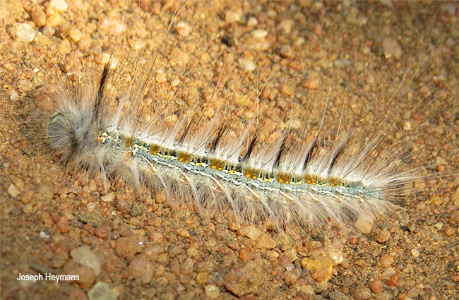 Metajana marshalli larva