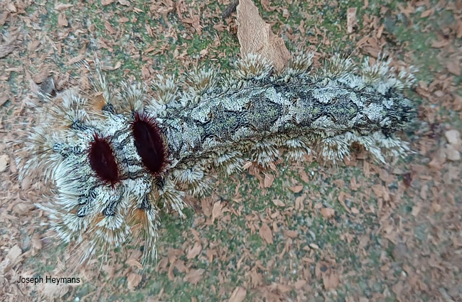 Soligena juna
