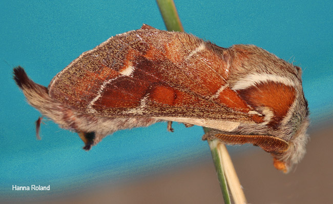 Streblote carinata