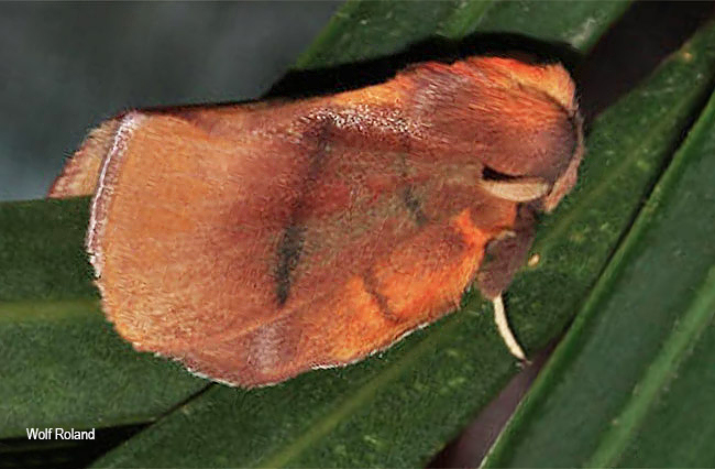 Trichopisthia igneotincta