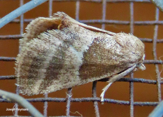 Halseyia intacta
