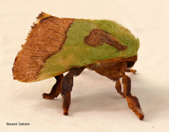 Latoia latistriga