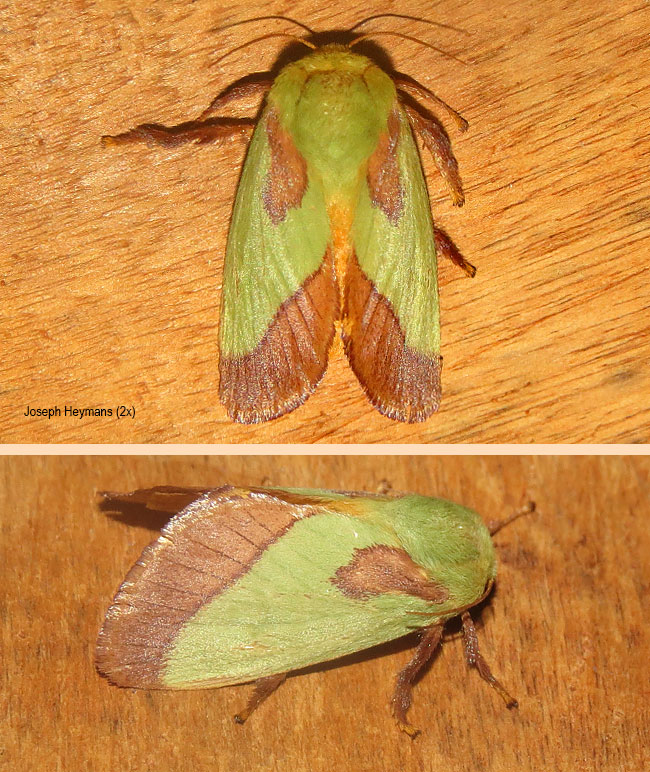 Latoia latistriga