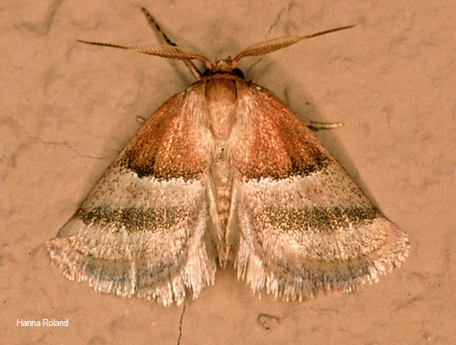 Halseyia bisecta