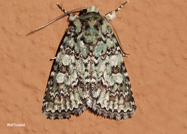 Acronicta verbenata