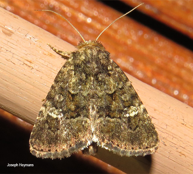 Acronicta verbenata