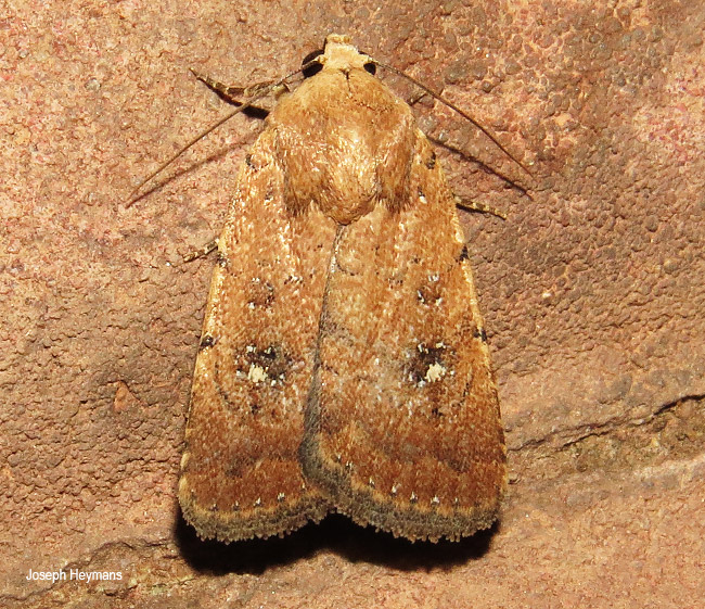 Amyna species