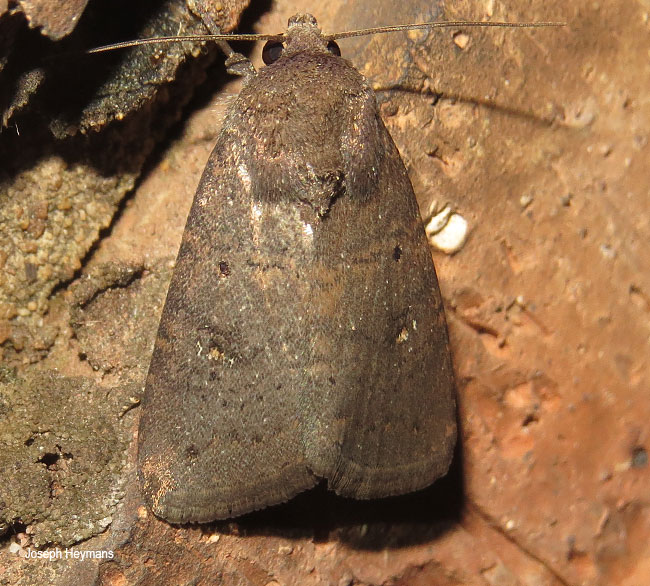 Athetis species