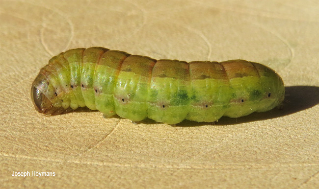 Condica capensis larva