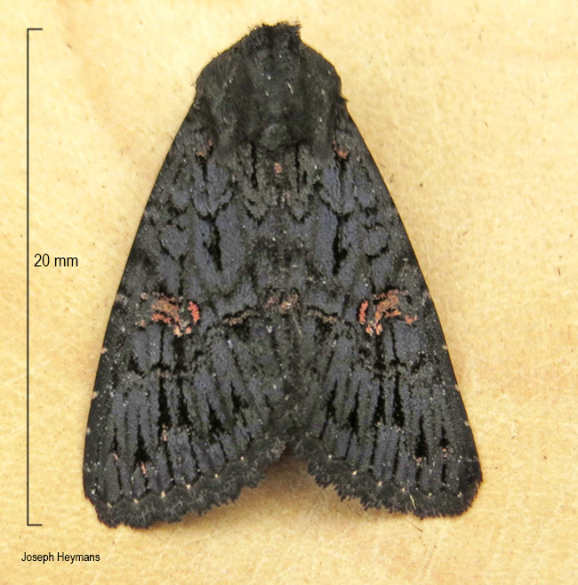 Condica melanica