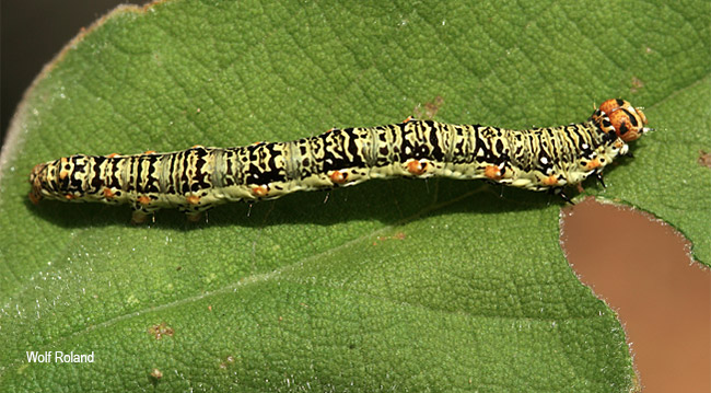 Emmelia conifrons larva