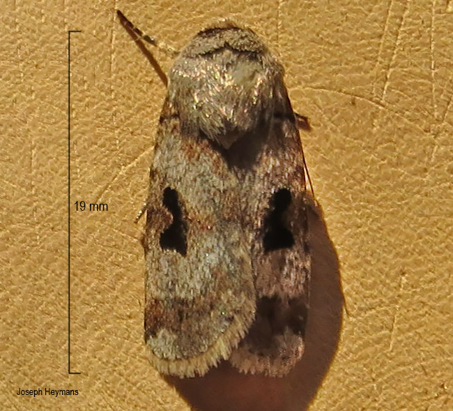 Ariathisa abyssinis