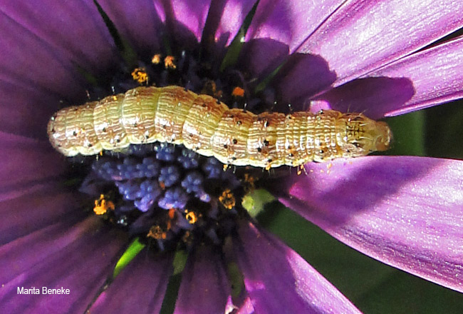 Helicoverpa armigera