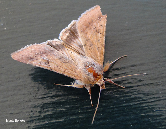 Helicoverpa armigera